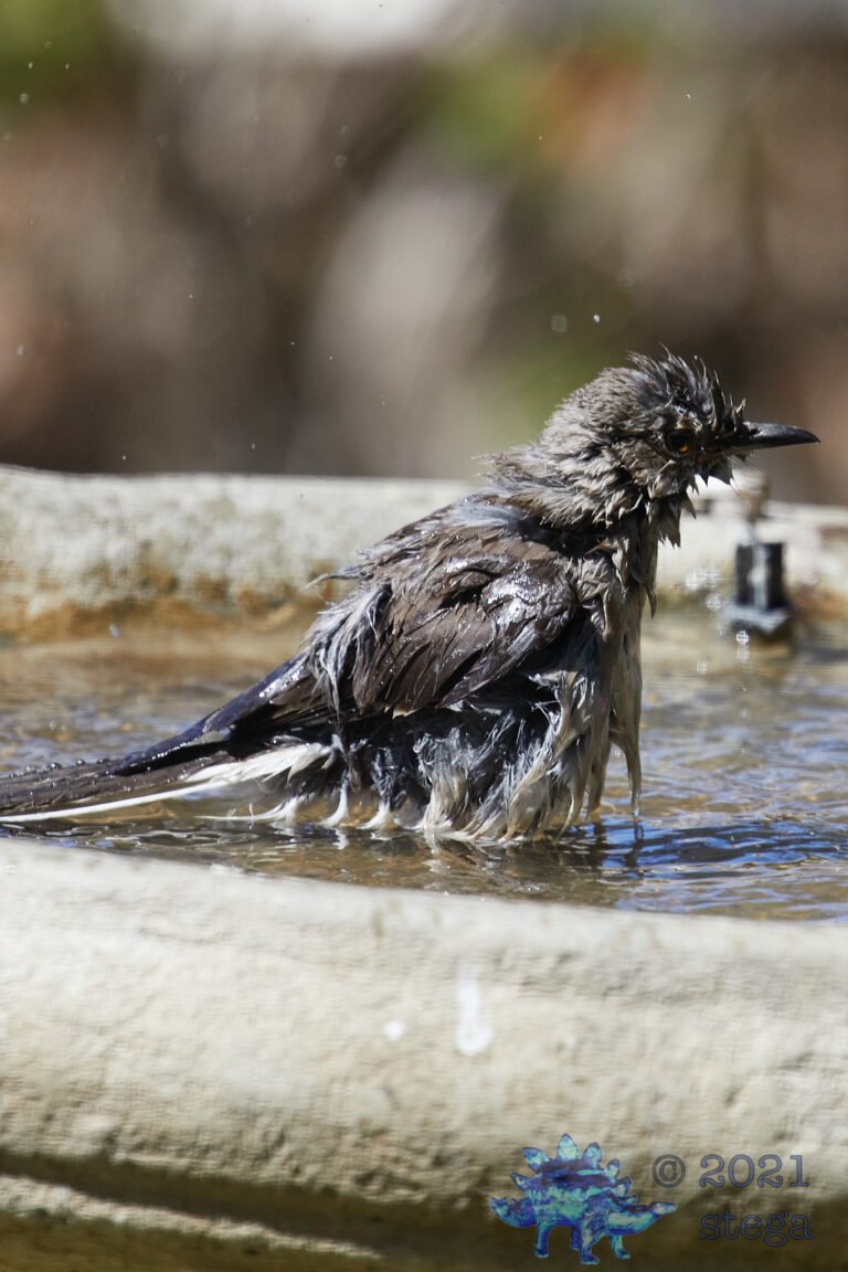 Northern Mockingbird