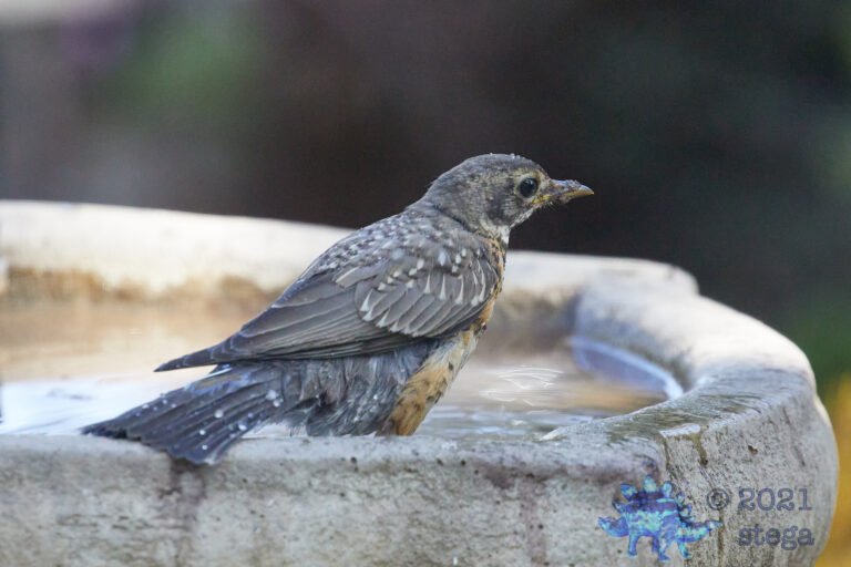 American Robin
