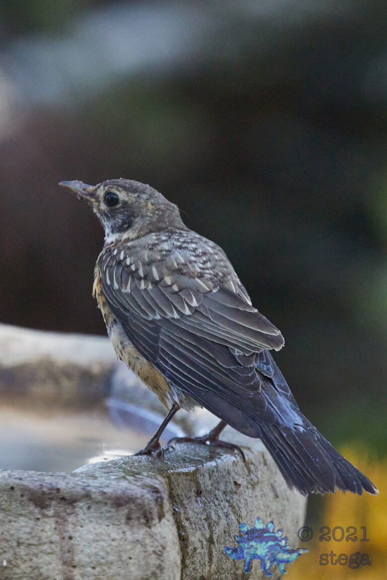 American Robin
