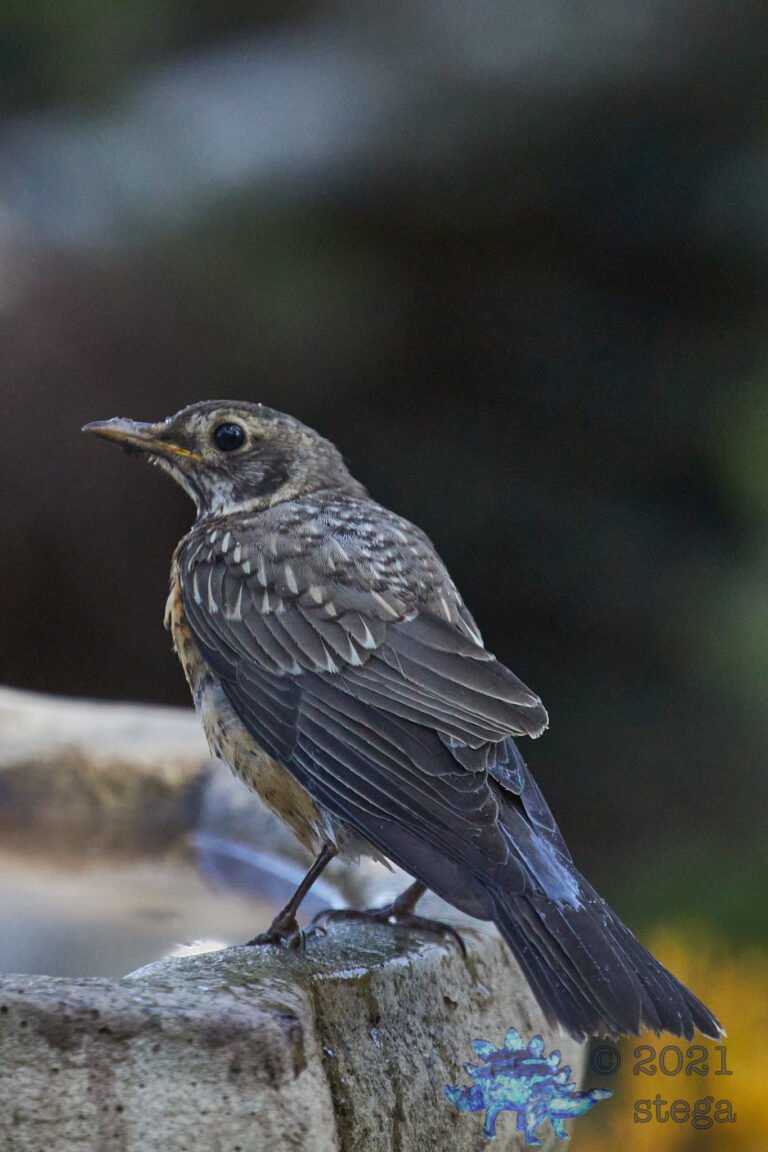 American Robin