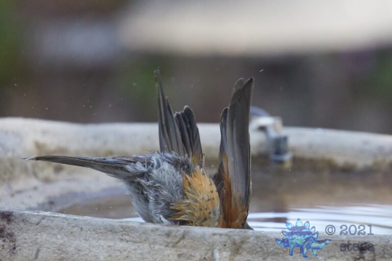 American Robin