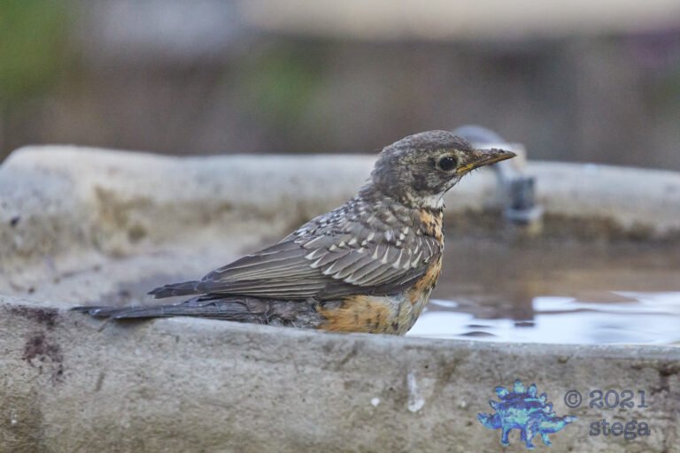 American Robin