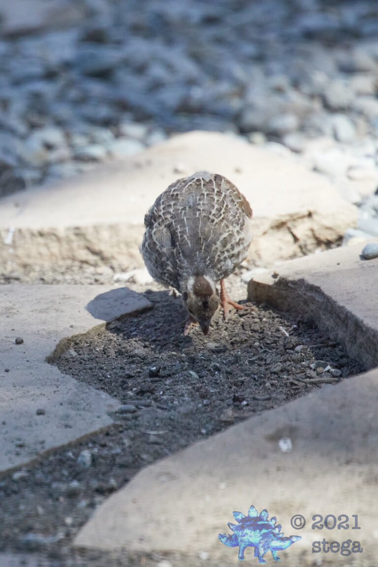 California Quail Chick