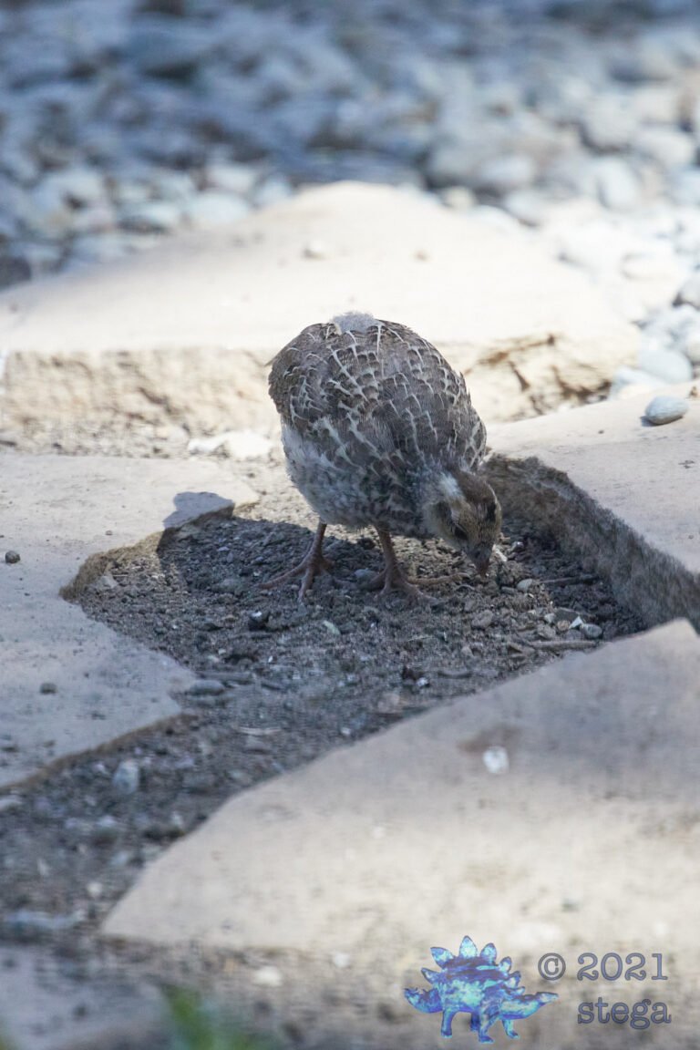 California Quail