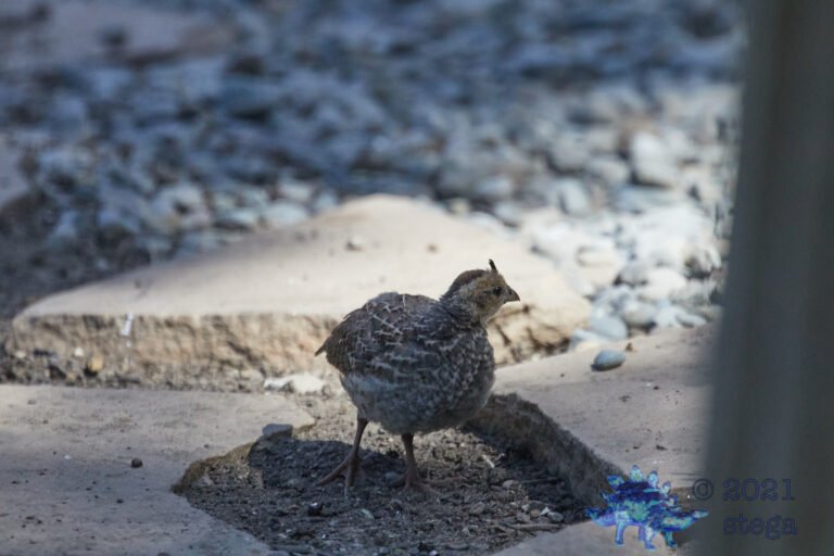 California Quail
