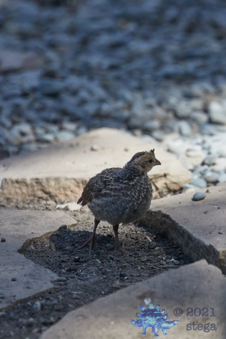 California Quail