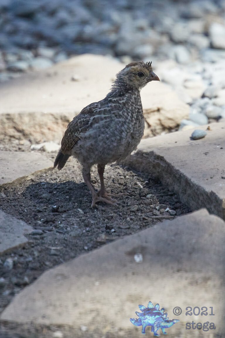 California Quail