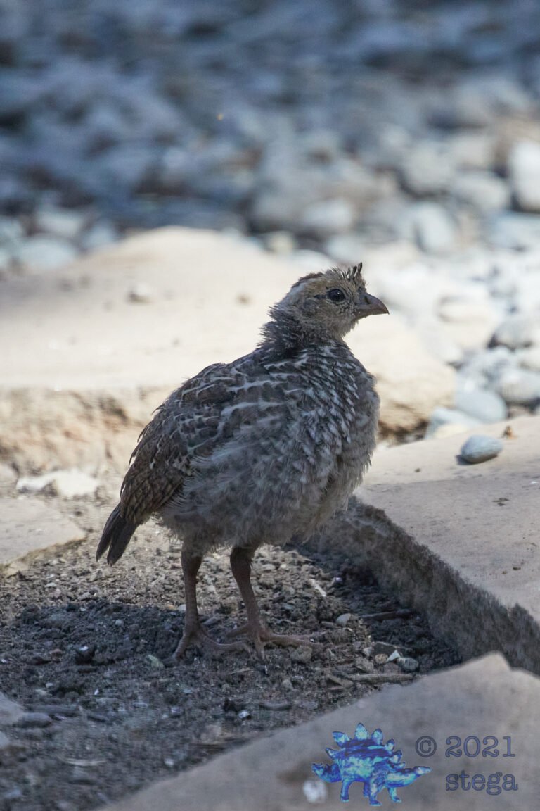 California Quail