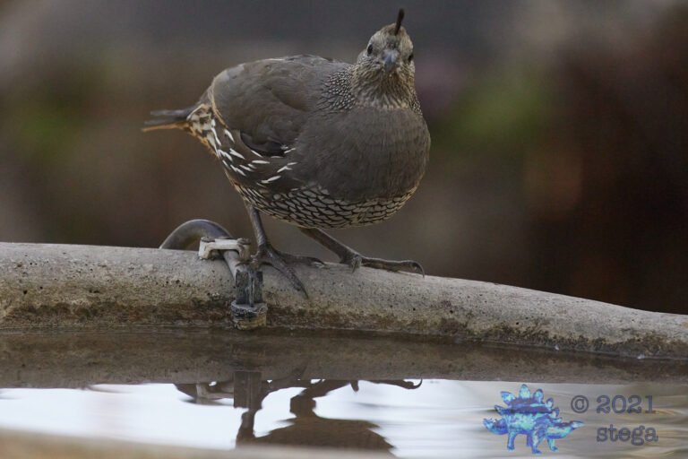 California Quail