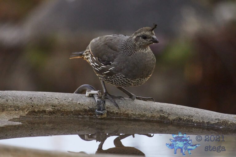 California Quail