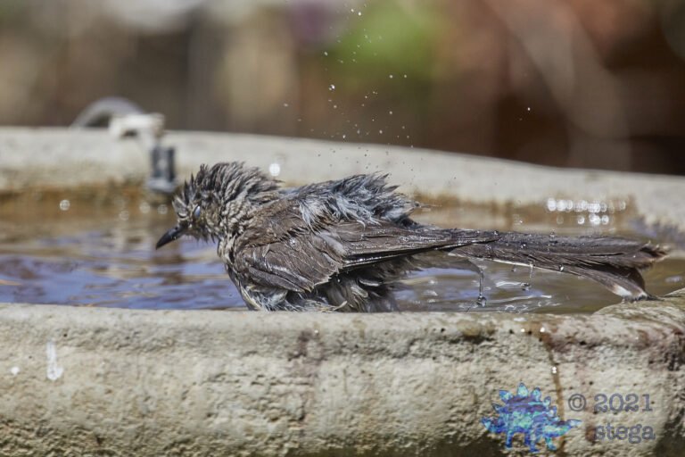 Northern Mockingbird