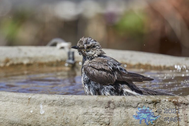 Northern Mockingbird