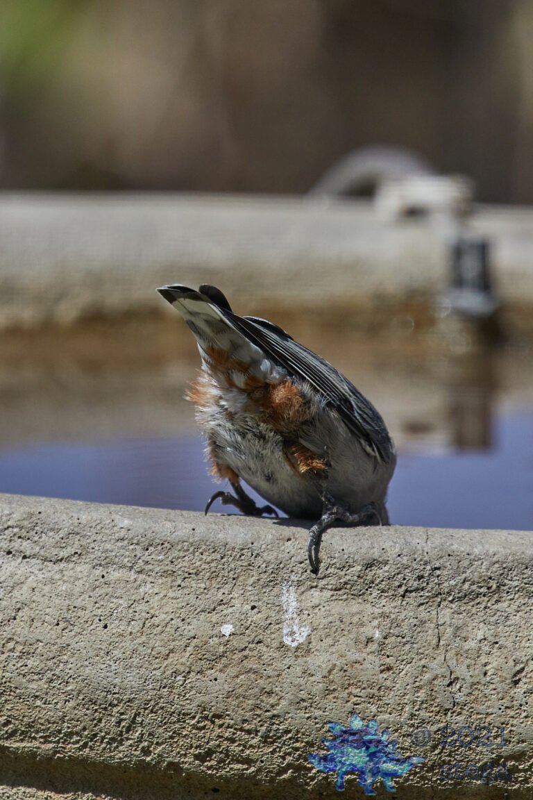 White Breasted Nuthatch Bottom