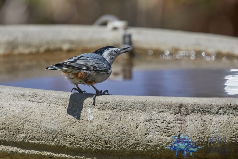 White Breasted Nuthatch
