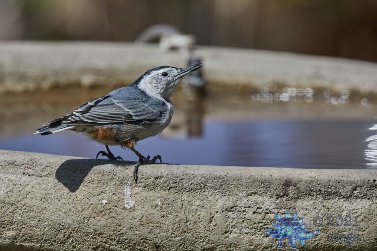 White Breasted Nuthatch