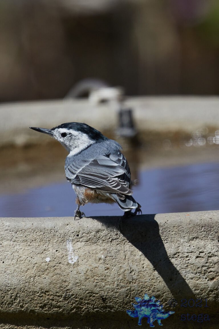 White Breasted Nuthatch