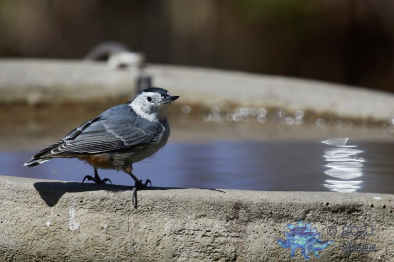 White Breasted Nuthatch