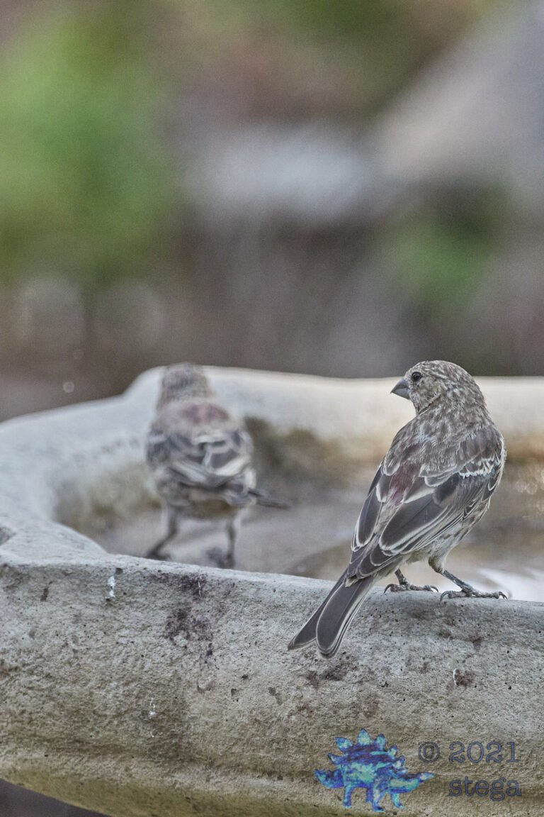 House Finches