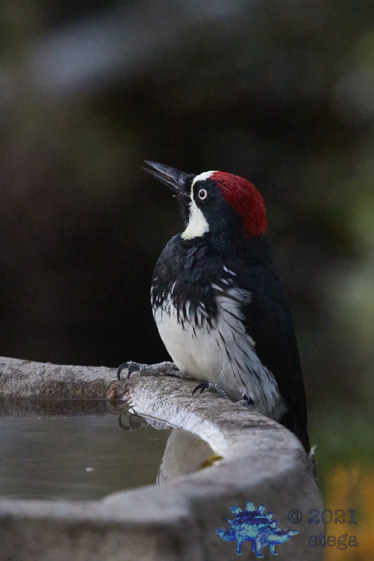 Acorn Woodpecker