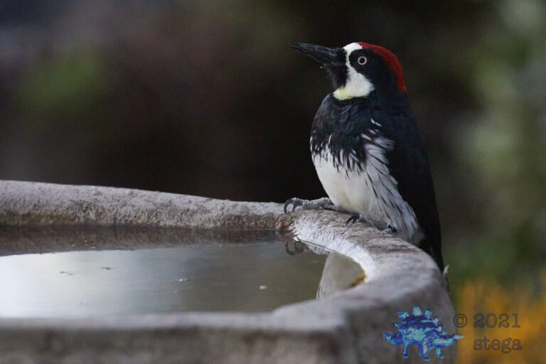 Acorn Woodpecker