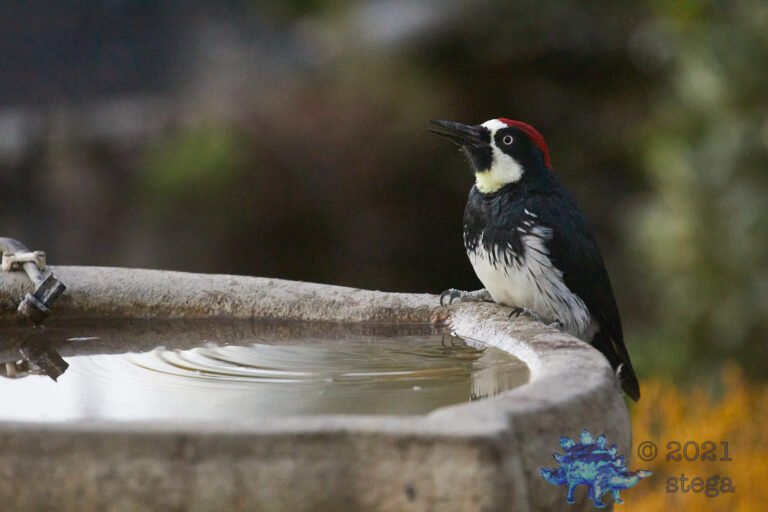 Acorn Woodpecker