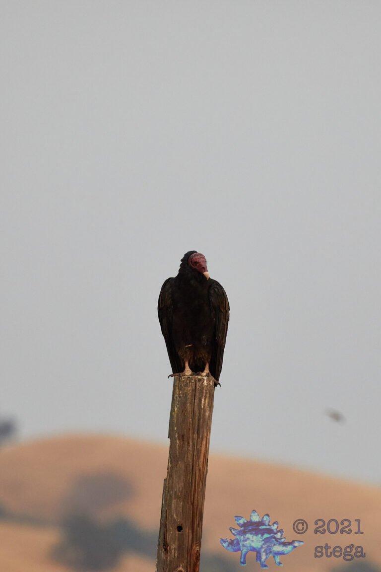 Turkey Vulture