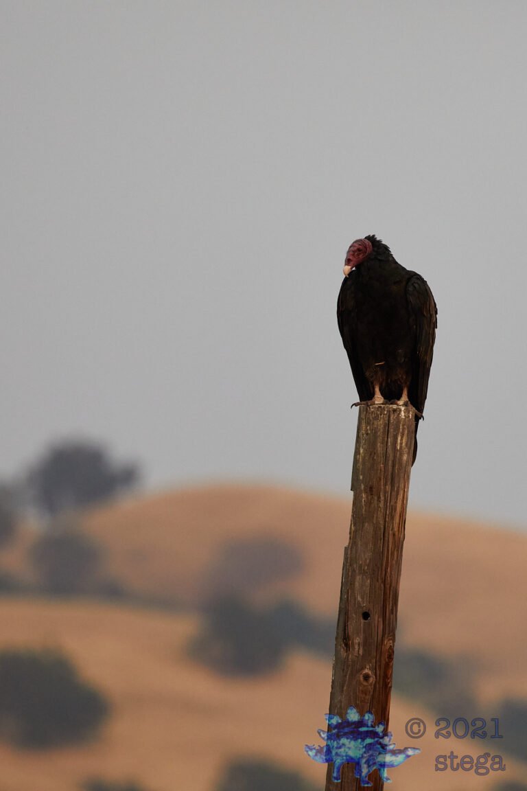 Turkey Vulture
