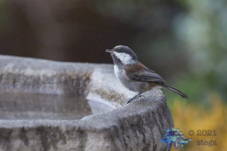 Chestnut-Backed Chickadee