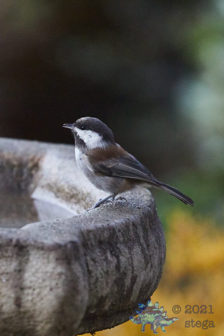 Chestnut-Backed Chickadee