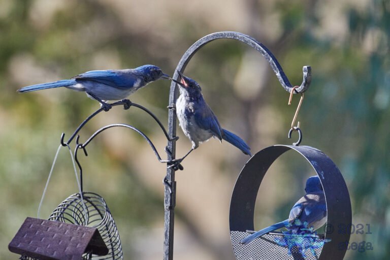 California Scrub Jay Family