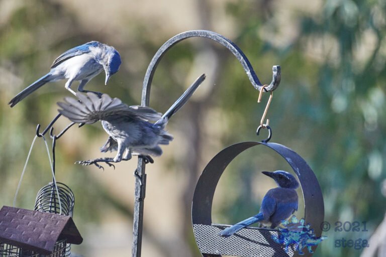 California Scrub Jay
