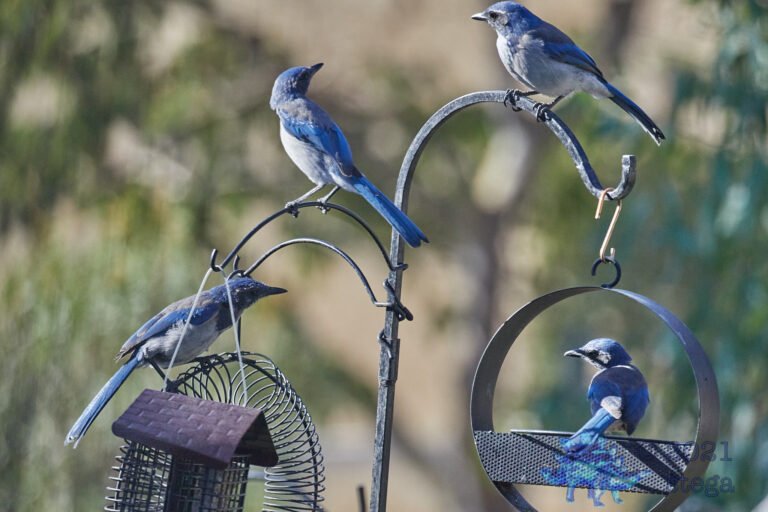 California Scrub Jay Family