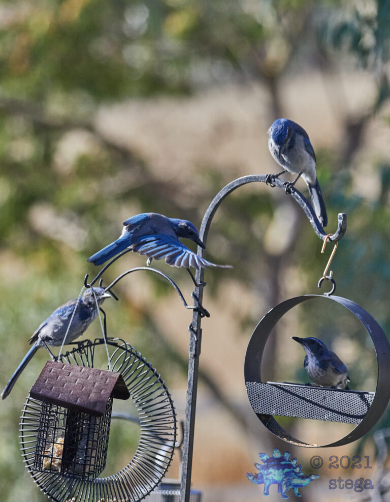 California Scrub Jay Family