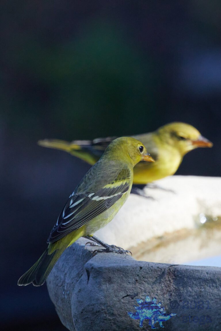 Western Tanager