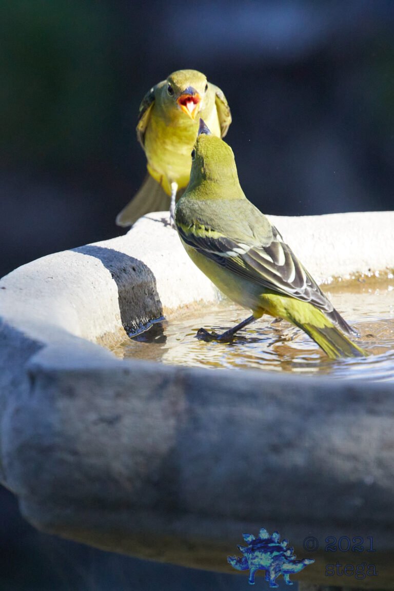 Western Tanager