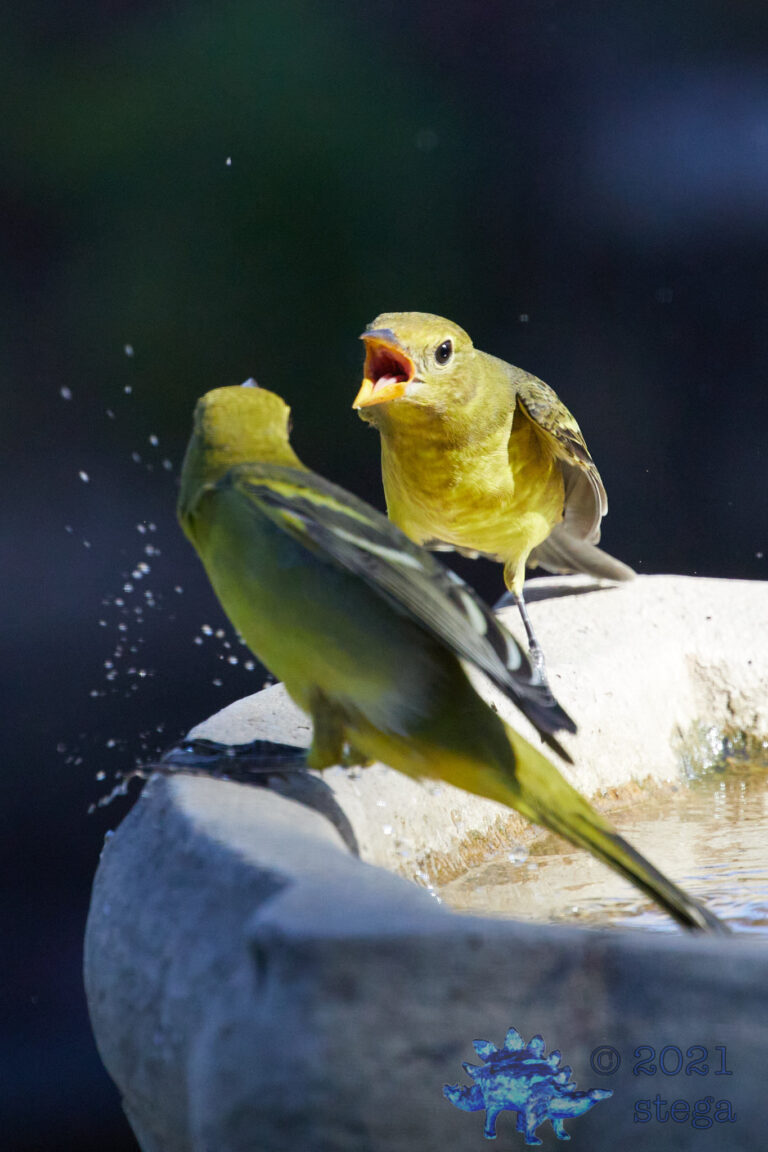 Western Tanager