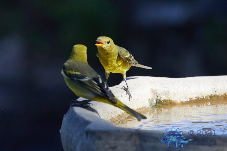 Western Tanager