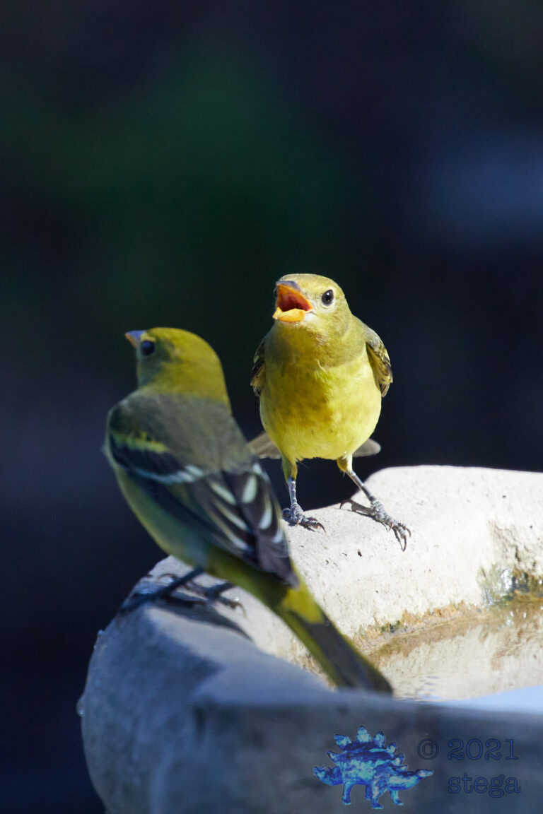Western Tanagers