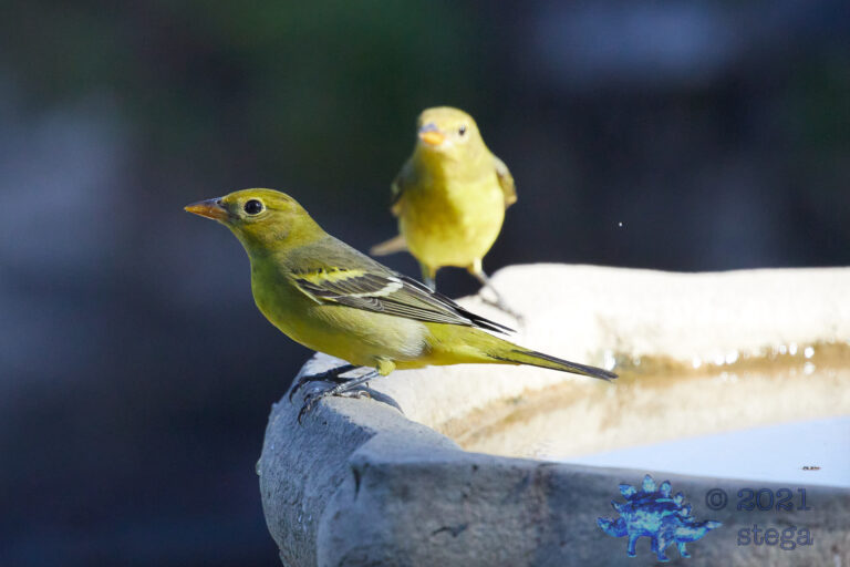 Western Tanager