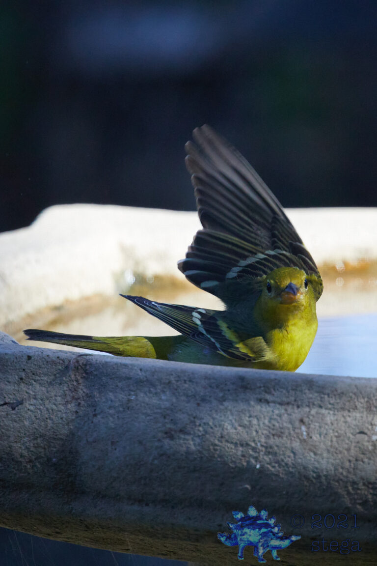 Western Tanager