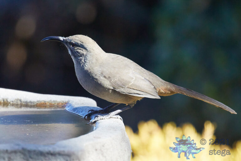 California Thrasher