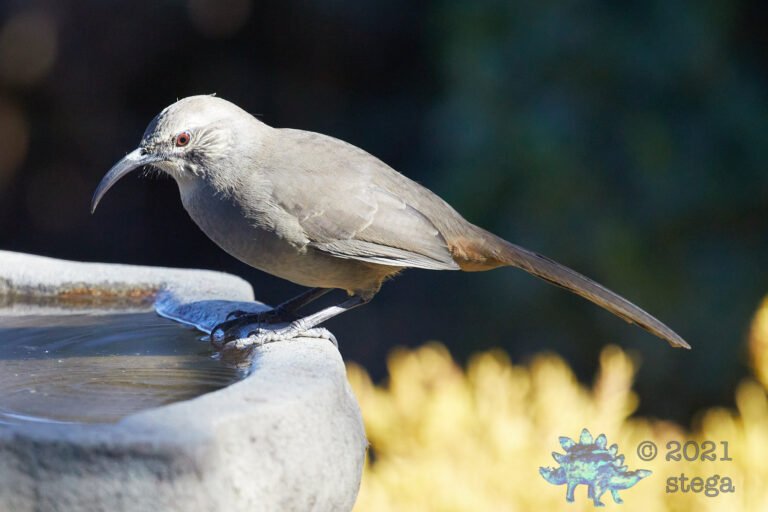 California Thrasher