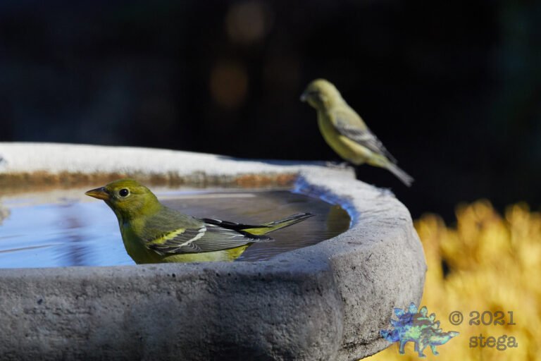 Western Tanager