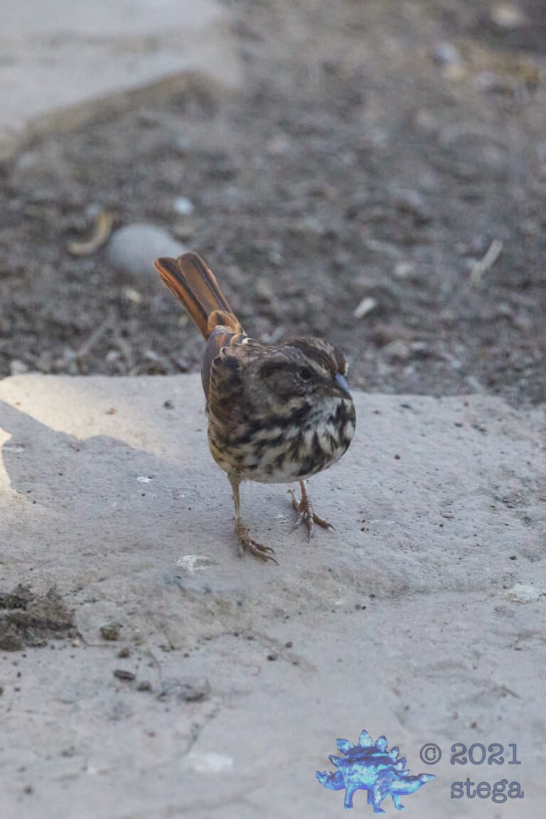 Song Sparrow
