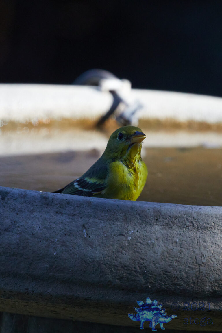 Western Tanager