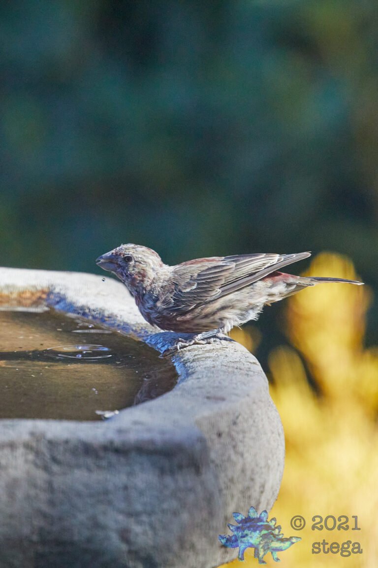 House Finch