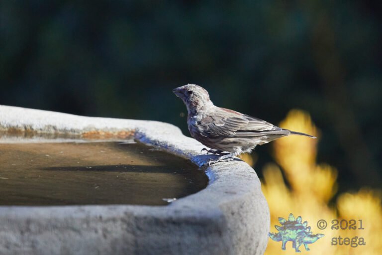 House Finch