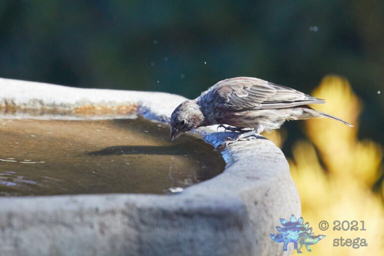 House Finch
