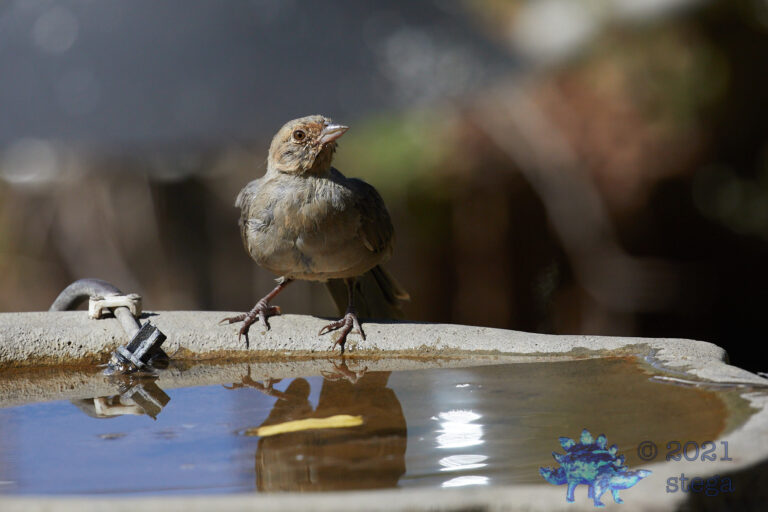 California Towhee