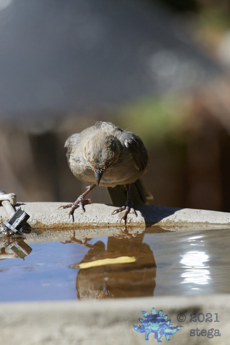 California Towhee